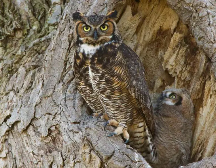 Great Horned Owl