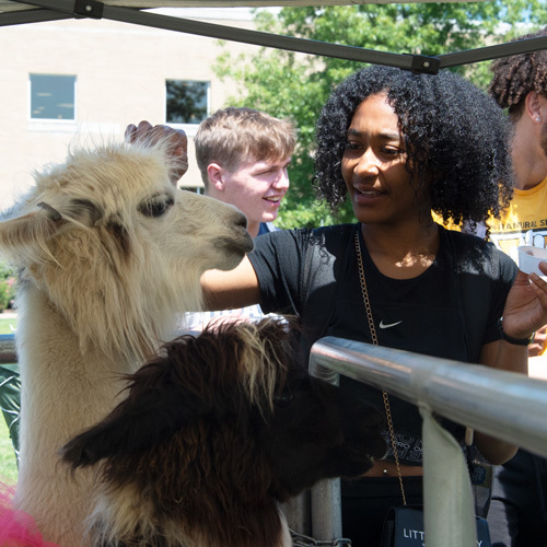 Student petting a llama at an event outside the residence halls