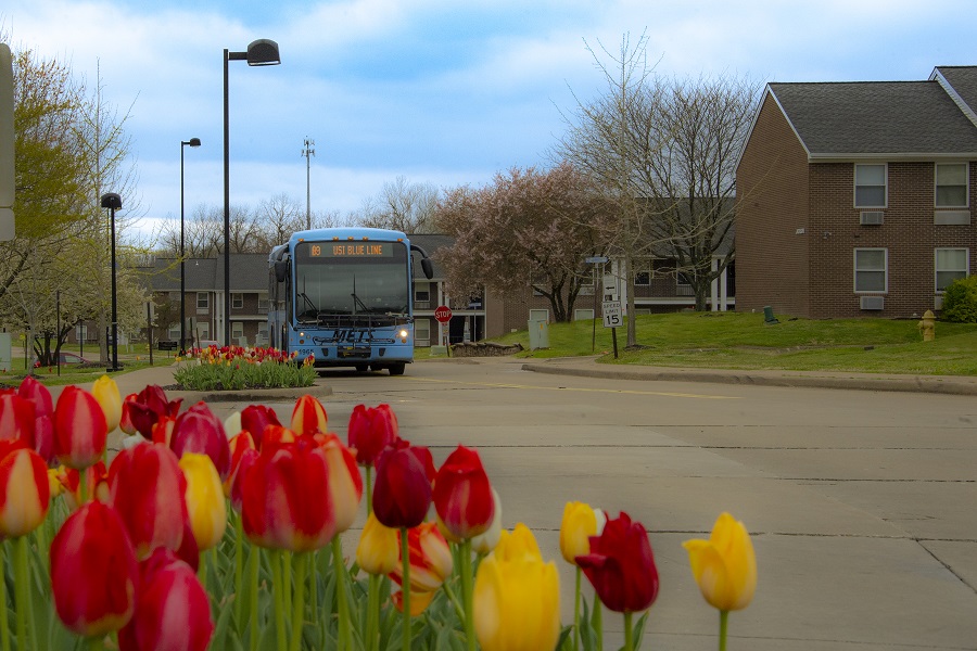 Campus shuttle bus with tulips in foreground