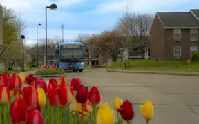 Campus shuttle bus with tulips in foreground