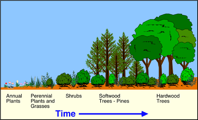 diagram of timeline of tree lifecycle