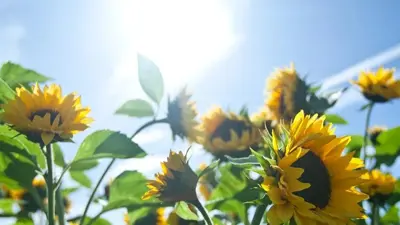 Photo of sunflowers