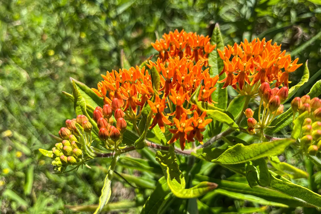 Butterfly Milkweed in bloom on one of the naturalized fields bordering the USI/Burdette Trail.