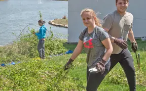 Students pull invasive Japanese Honeysuckle from the Bent Twig Trails at the 2nd Trail Clean Up Weed Wrangle at USI. 