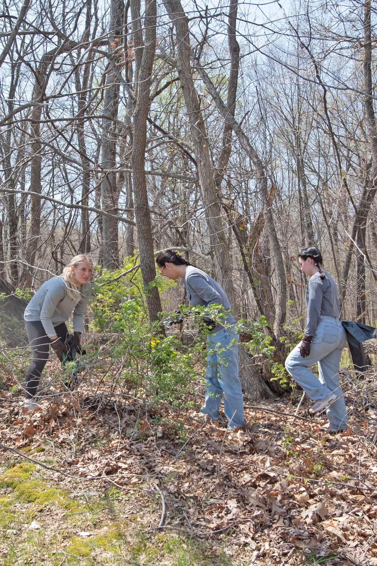 Students cut down invasive multi-flora rose on the Bent Twig Trail at the 2nd Trail Cleanup and Weed Wrangle. 