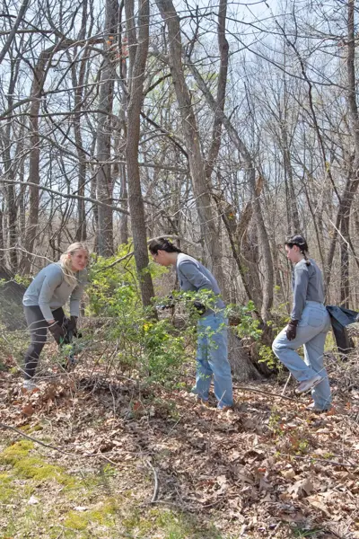 Students cut down invasive multi-flora rose on the Bent Twig Trail at the 2nd Trail Cleanup and Weed Wrangle. 
