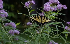 A swallowtail butterfly getting nectar from a milkweed at the Outdoor Education Center off the USI Trails. 