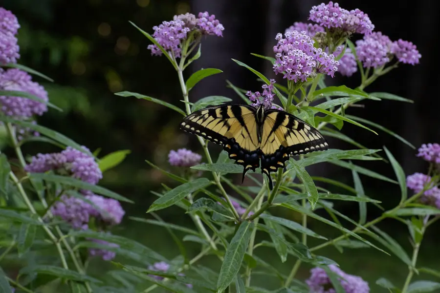 A swallowtail butterfly getting nectar from a milkweed at the Outdoor Education Center off the USI Trails. 