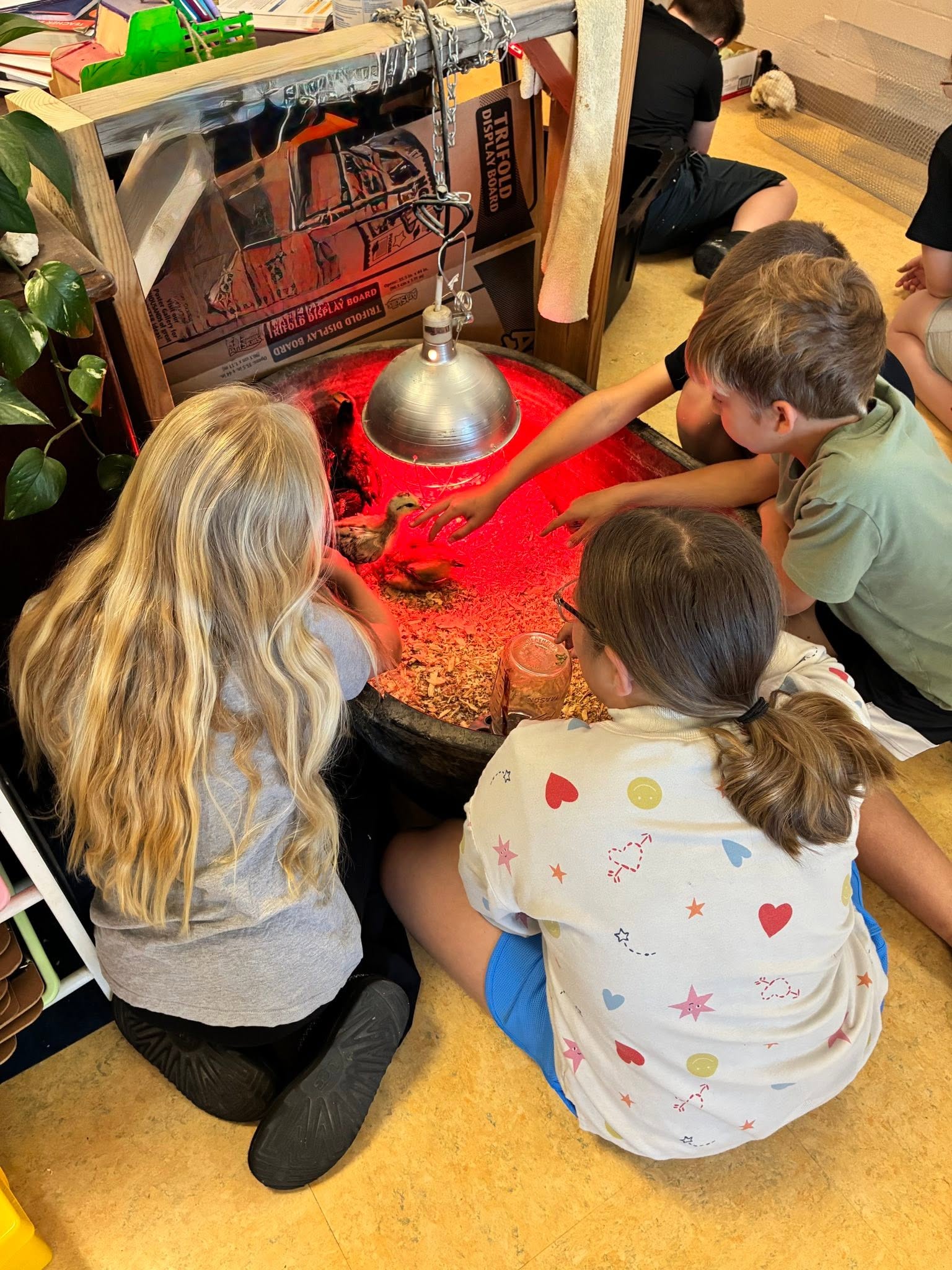 Students tending newly hatched chicks