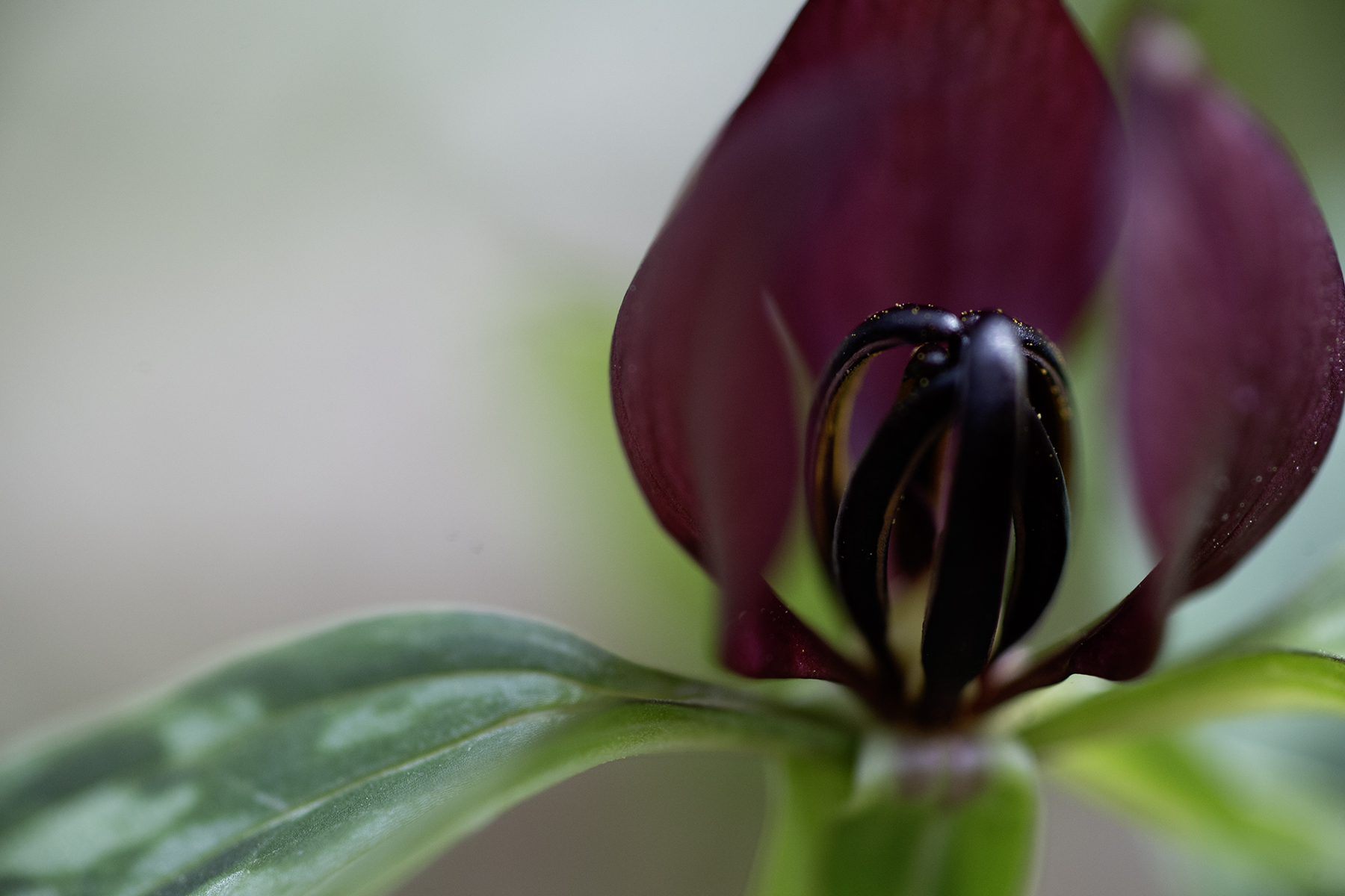 A smattering of pollen on the stamens of a Prairie Trillium on the South Trail