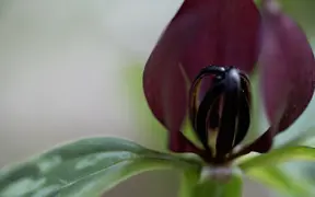 A smattering of pollen on the stamens of a Prairie Trillium on the South Trail
