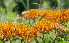 Butterfly Milkweed in bloom on one of the naturalized fields bordering the USI/Burdette Trail.