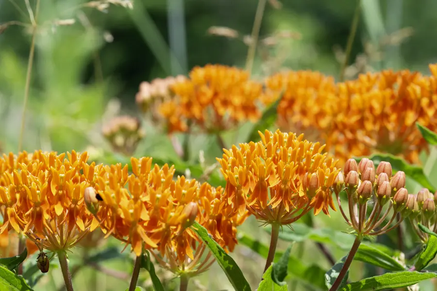 Butterfly Milkweed in bloom on one of the naturalized fields bordering the USI/Burdette Trail.