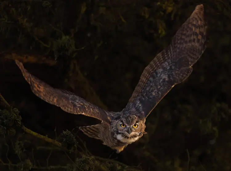 great horned owl in flight