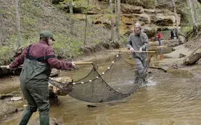 USI faculty and students use a net in a shallow creek on USI campus