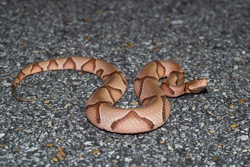 Eastern Copperhead snake slithering on the pavement