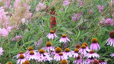 Purple Coneflower
