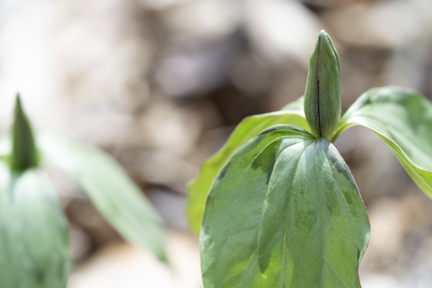 A budding Prairie Trillium on the South Trails. 