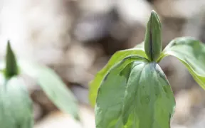 A budding Prairie Trillium on the South Trails. 