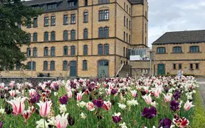 Photo of building with tulips blooming