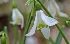 Spring ephemerals, snow drops bloom on the Bent Twig Trails starting in late February. 
