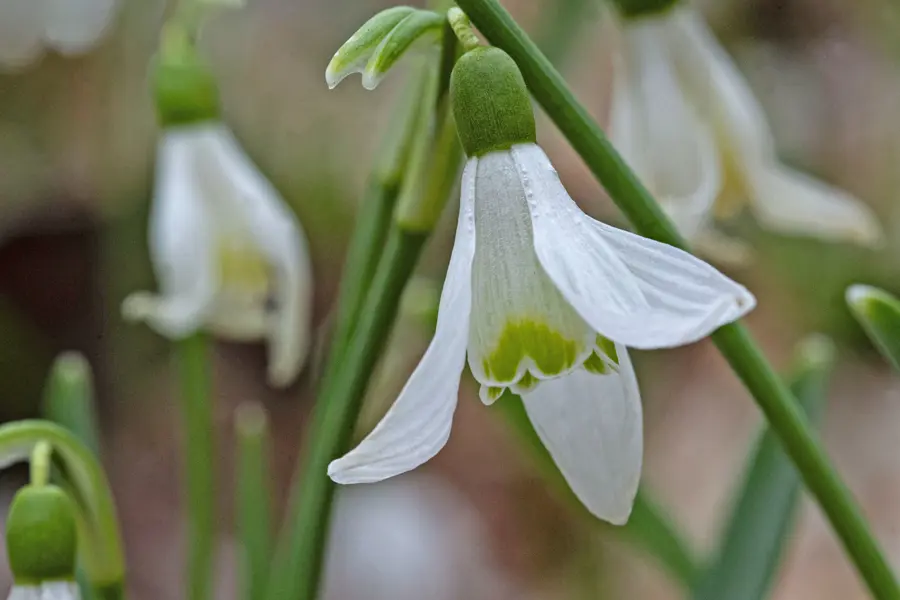 Spring ephemerals, snow drops bloom on the Bent Twig Trails starting in late February. 