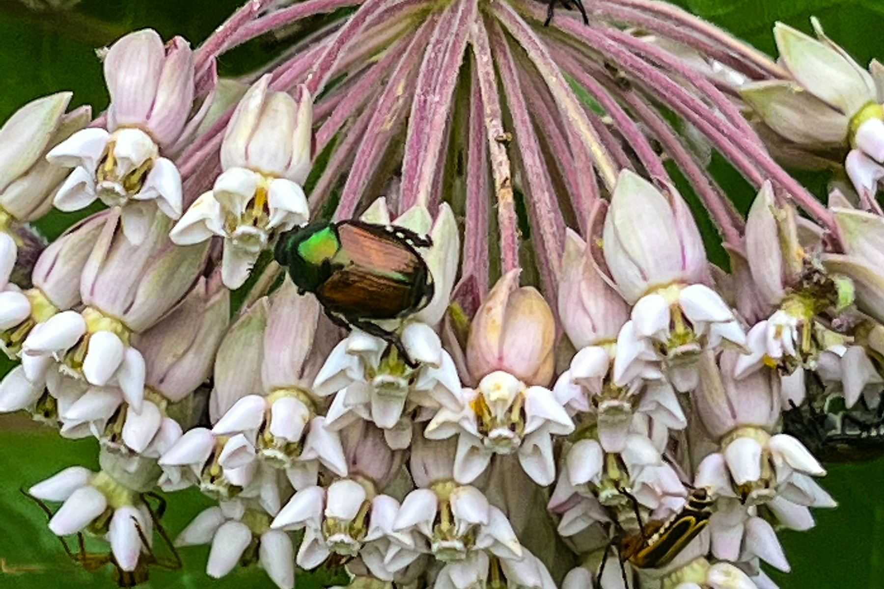 A Japanese beetle and a leatherwing beetle land on a milk week looking for mates. 