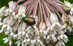 A Japanese beetle and a leatherwing beetle land on a milk week looking for mates. 