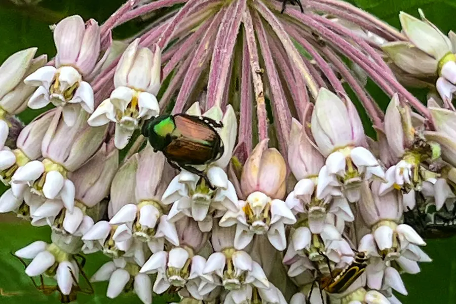 A Japanese beetle and a leatherwing beetle land on a milk week looking for mates. 