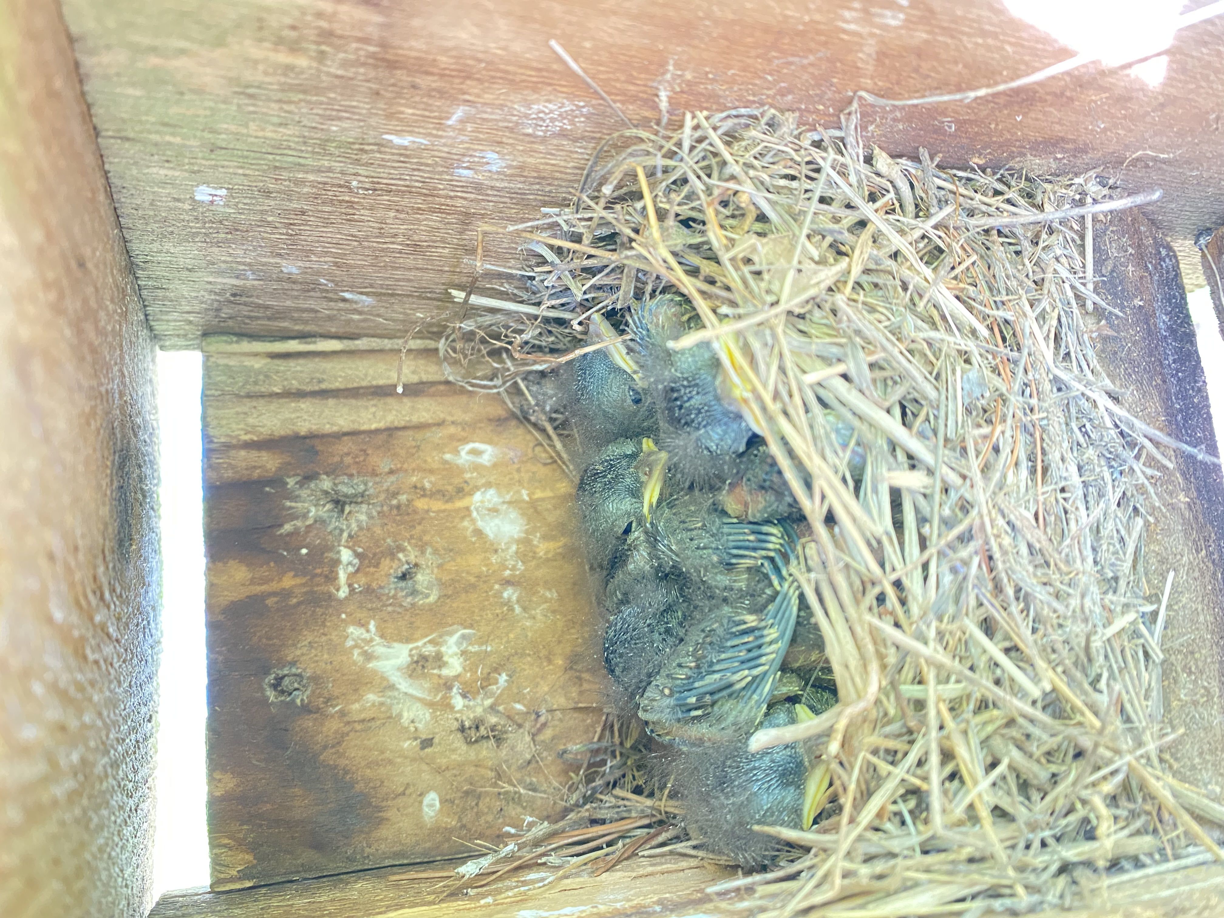 Bluebird fledglings in a Bluebird box. 