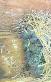 Bluebird fledglings in a Bluebird box. 