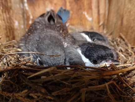 Chickadees