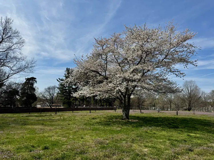 A large flowering tree covered in white blossoms stands in a grassy orchard, with smaller trees, a fence, and open fields visible in the background under a blue sky with light clouds.