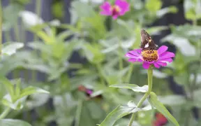 A skipper lands on top of a zinnia in the Southwest Indiana Master Garden at the Outdoor Education Center off the USI Trails. 