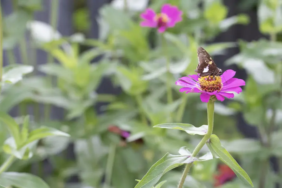 A skipper lands on top of a zinnia in the Southwest Indiana Master Garden at the Outdoor Education Center off the USI Trails. 