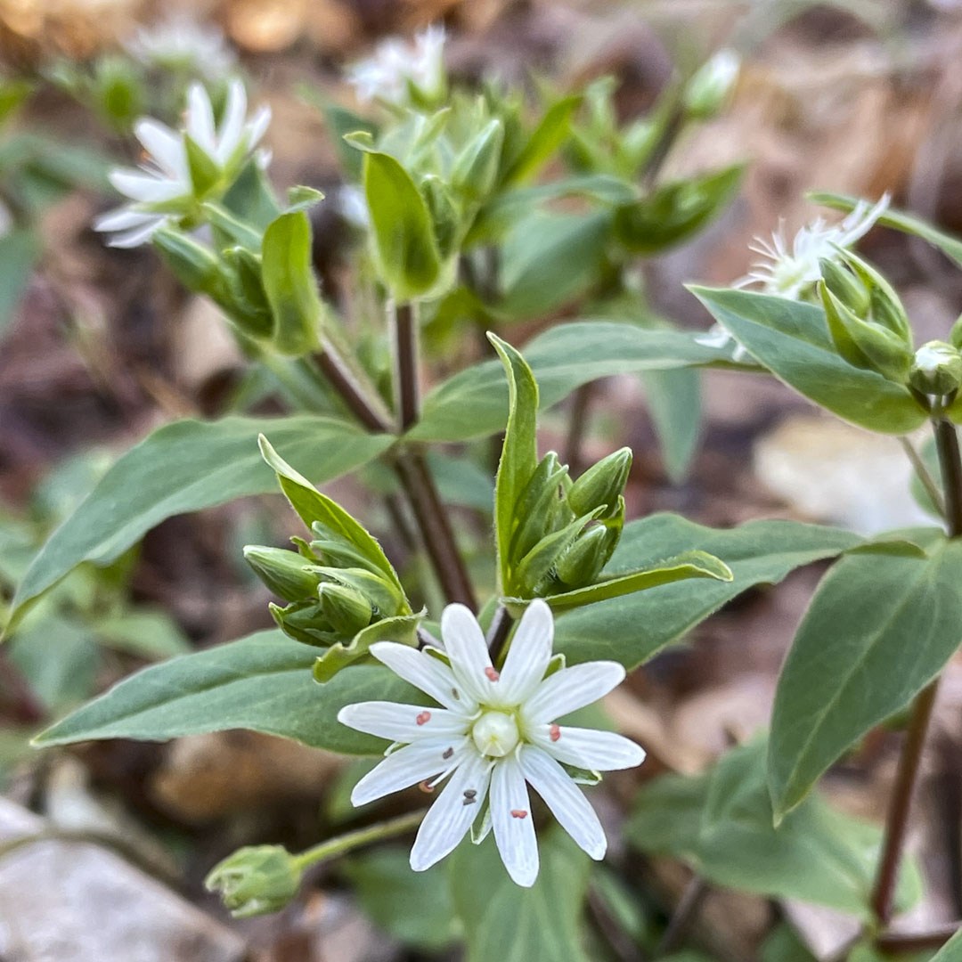 Star chickweed blooms along the South Trails in the spring. 