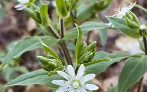 Star chickweed blooms along the South Trails in the spring. 