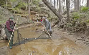Biology student and professor use a net to catch small fish in a stream for a Biology lab