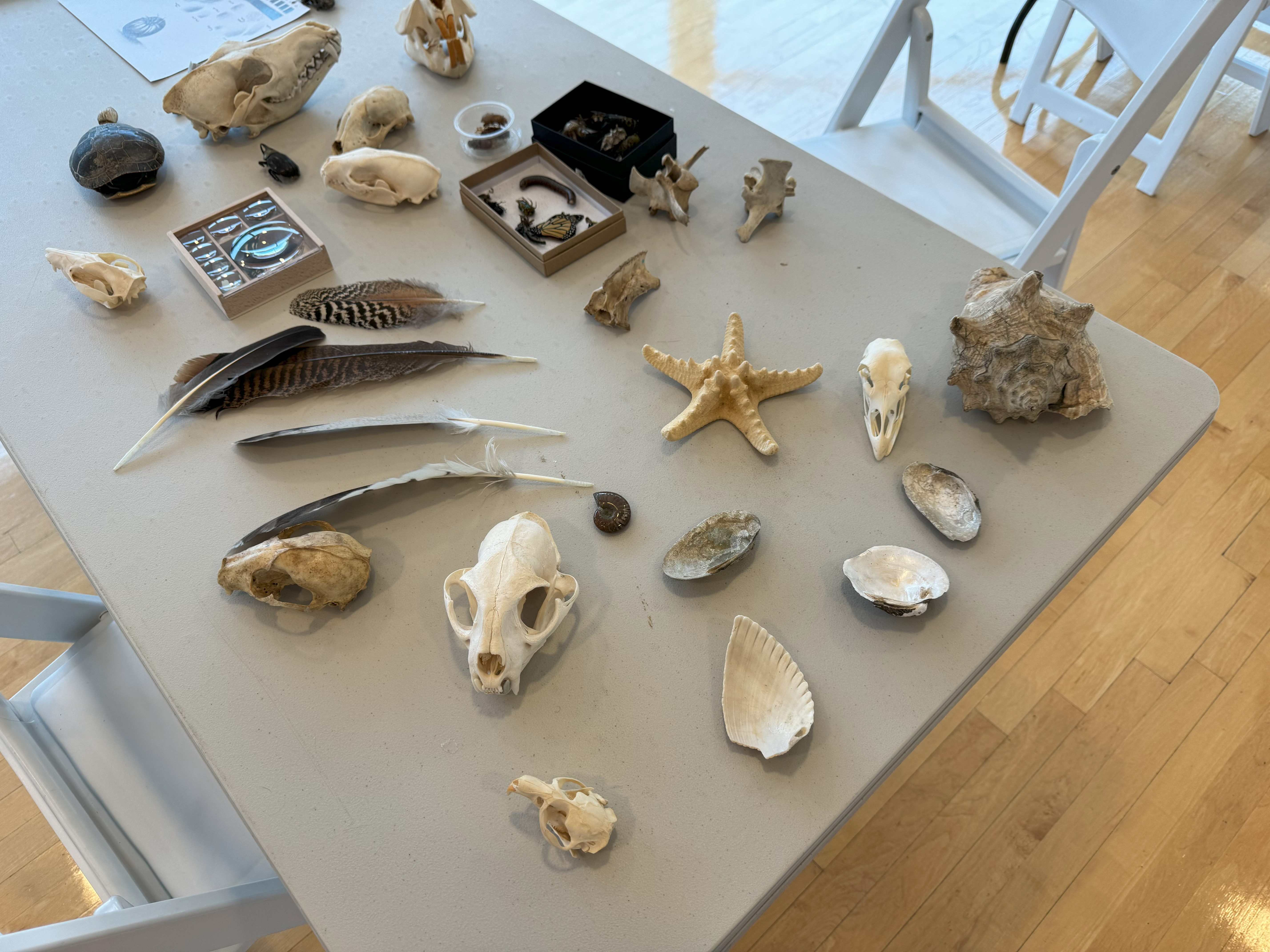 Table display of natural specimens including shells, bones, and rocks arranged indoors.