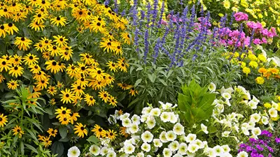 Pollinator Garden