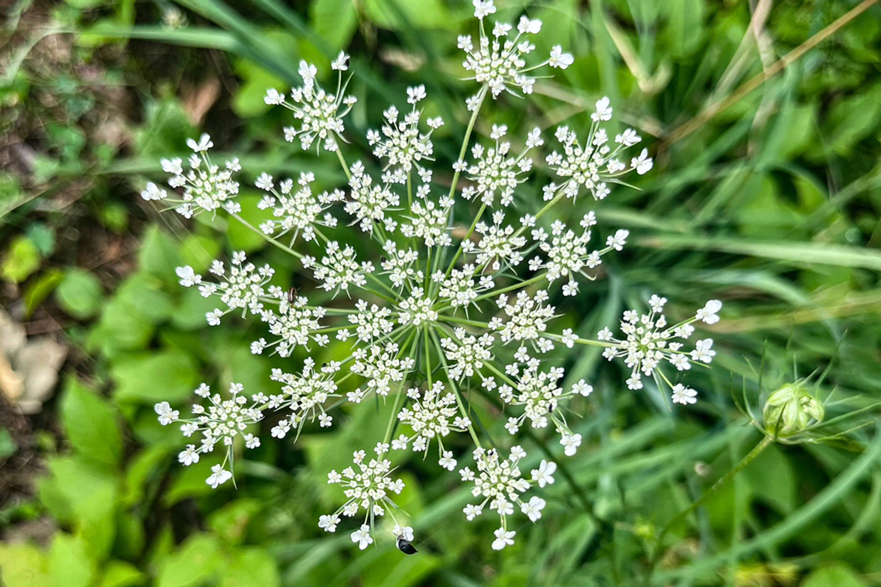 Wild Carrot in bloom