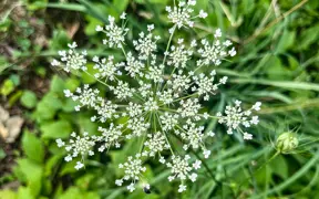 Wild Carrot in bloom