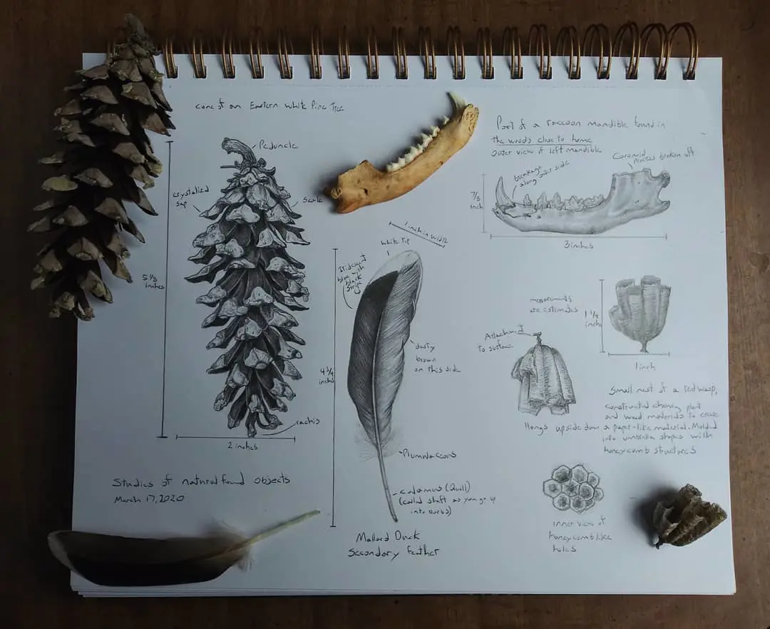 Draw Like a Naturalist Class for Kids, Ages 10-17