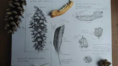 Open sketchbook on a wooden surface displaying detailed pencil drawings of plant specimens, including a pine cone, leaf, seed pod, and botanical notes. Real natural objects—a pine cone, feather, and seed—are placed on top of the page alongside the illustrations.