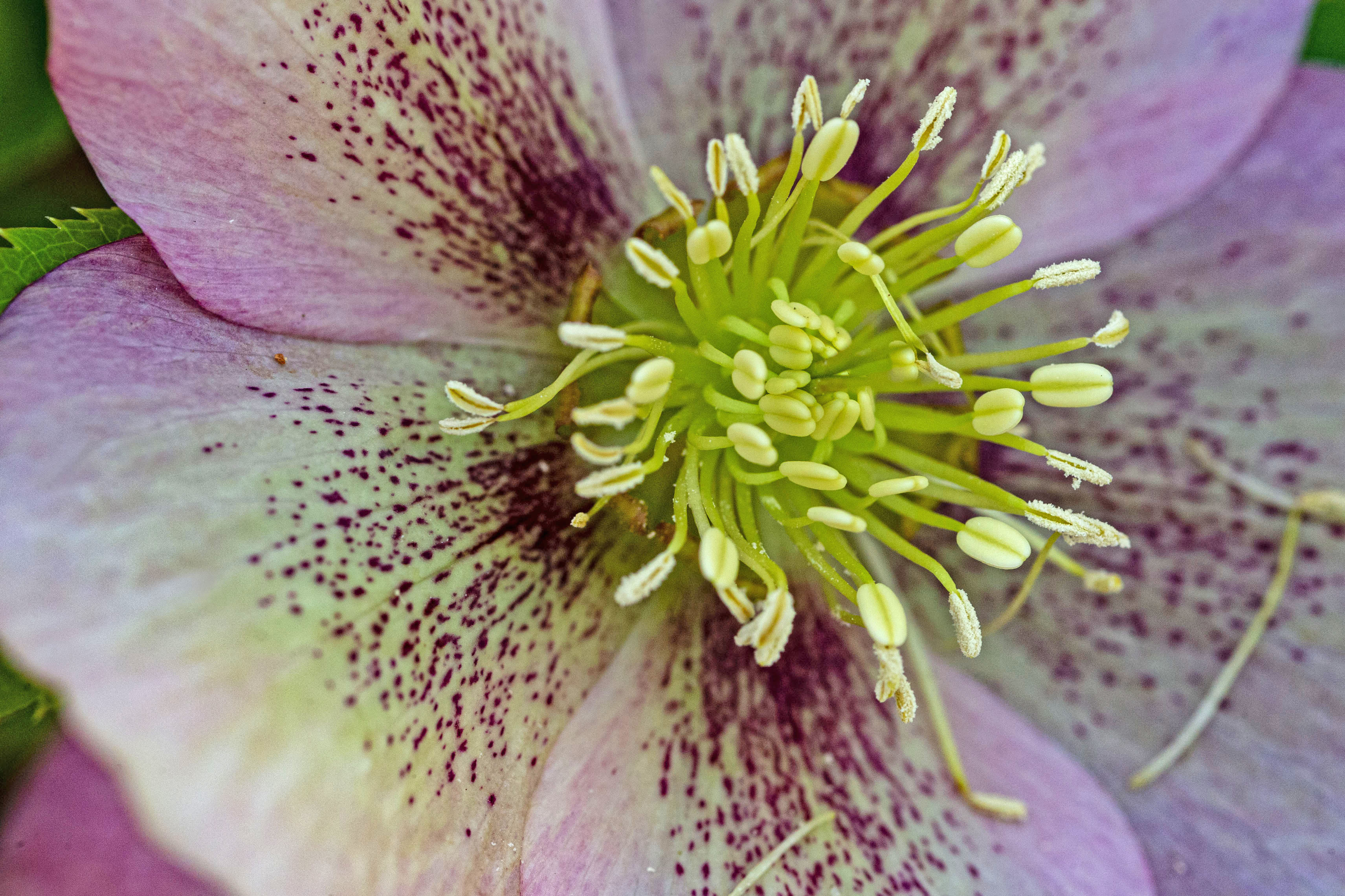 A Spring ephemeral, the Lenten Rose blooms along the USI/Burdette Trails. 