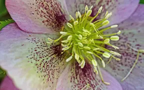 A Spring ephemeral, the Lenten Rose blooms along the USI/Burdette Trails. 