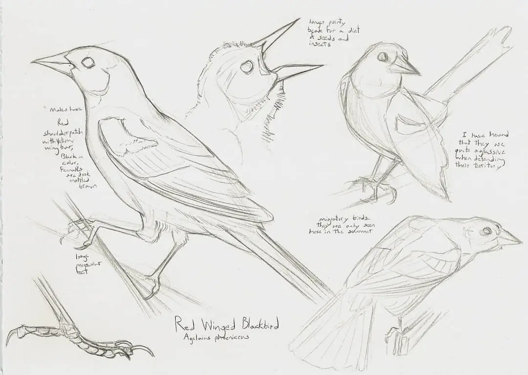 Draw Like a Naturalist Class for Adults, Ages 18+