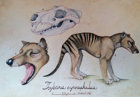 Extinct 1936, mixed media drawing, Savannah Hoskison