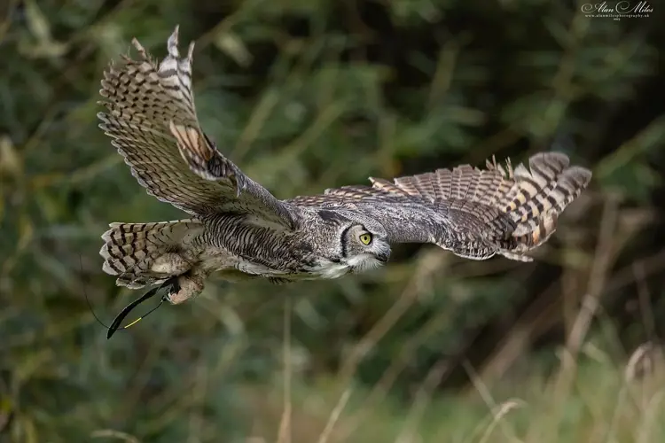 great horned owl in flight